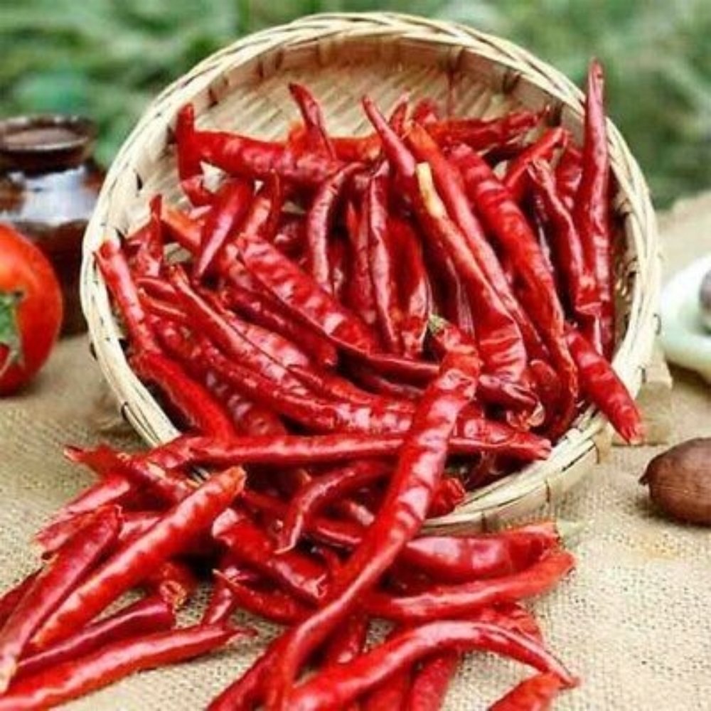 Teja Chilli - Vistara Vertex Global